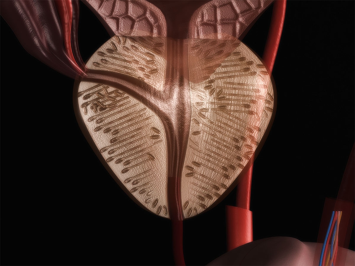 Головка простата. Предстательная железа в 3 д анатомия. Мышцы предстательной железы.