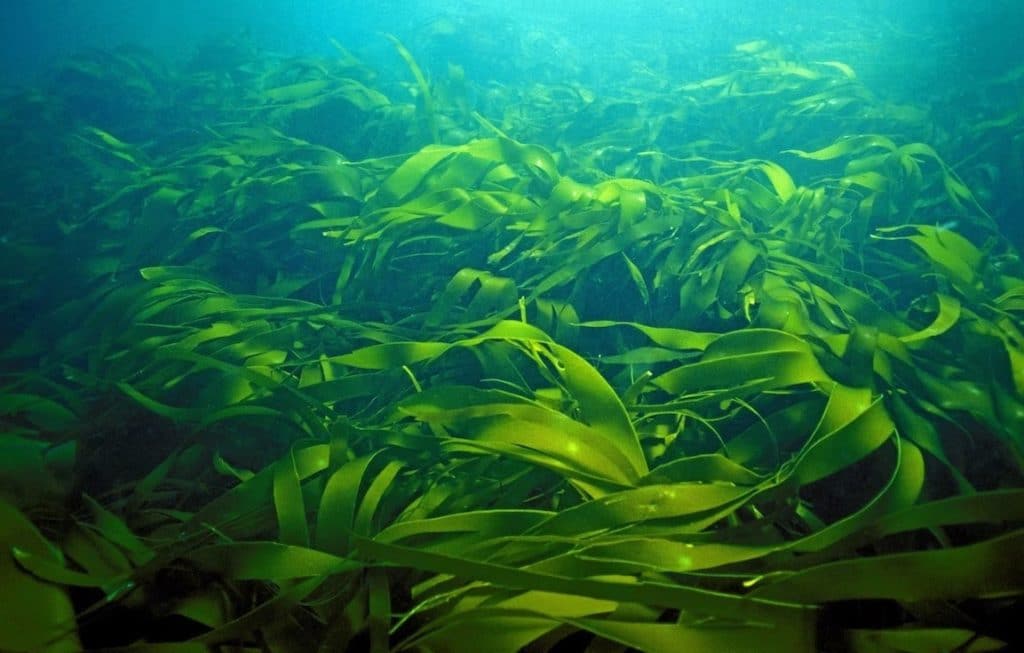 Лечение псориаза морскими водорослями