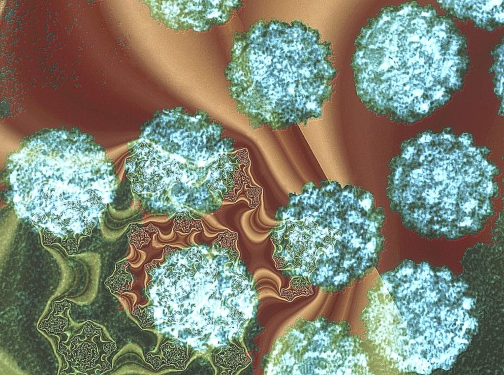 Папилломавирус